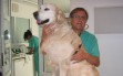 consulta-veterinario-perro