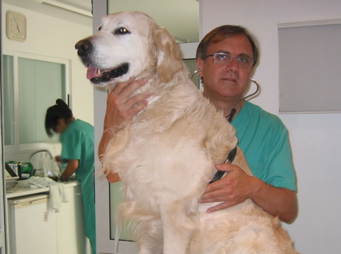 consulta-veterinario-perro