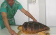 tortuga-veterinario-perro-4