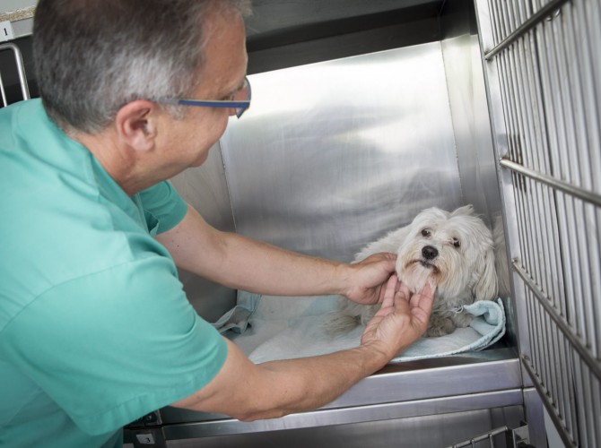 hospitalización perro