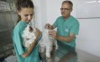Clinica-Palmer-vacuna-perro
