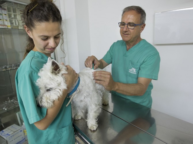 Clinica-Palmer-vacuna-perro