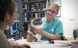 Clinica-veterinario-Palmer-revision-consulta-gato