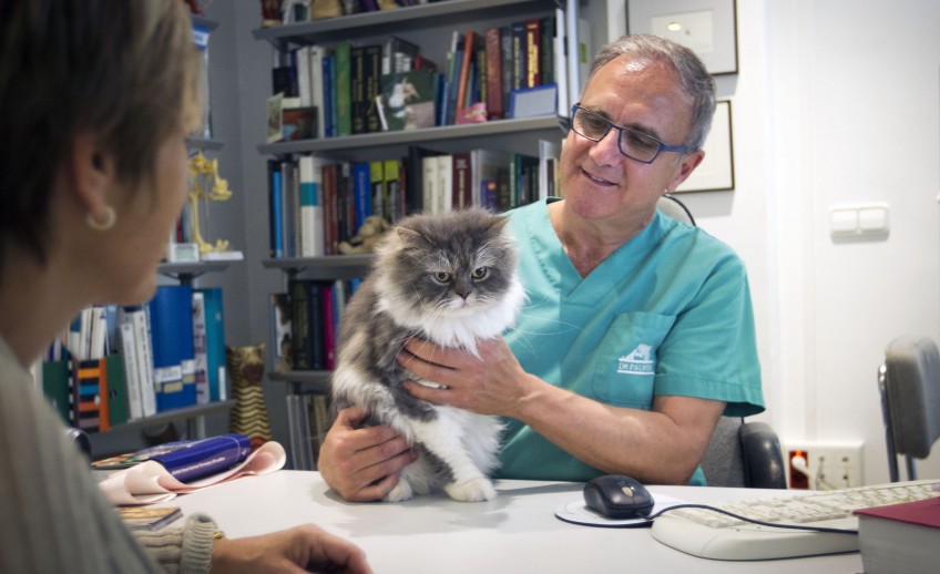 Clinica-veterinario-Palmer-revision-consulta-gato