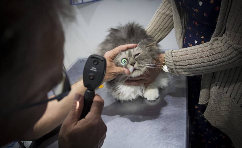 Clinica-veterinario-Palmer-revision-consulta-ojos-gato
