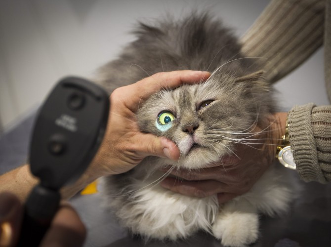 Clinica-veterinario-Palmer-revision-consulta-ojos-gato2