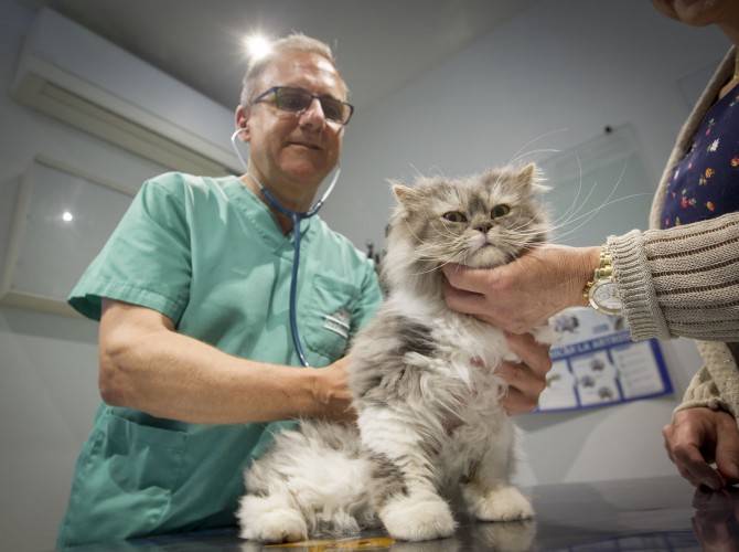 Clinica-veterinario-Palmer-revision-gato