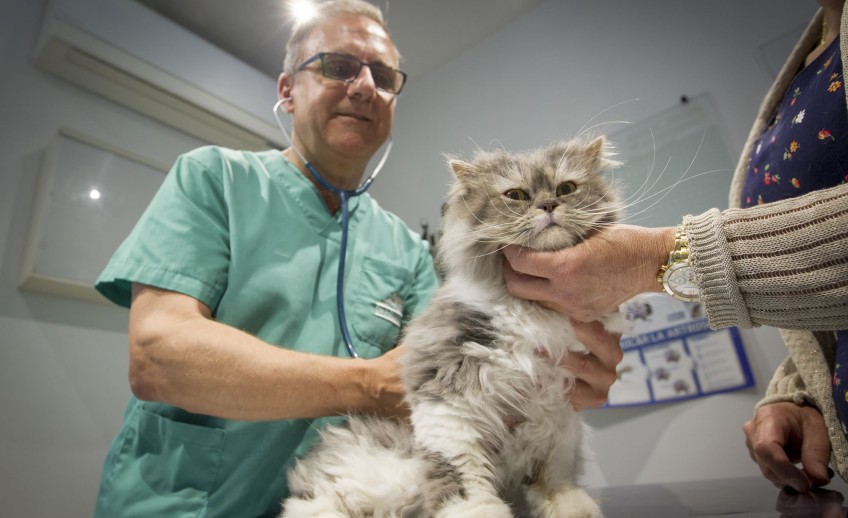 Clinica-veterinario-Palmer-revision-gato