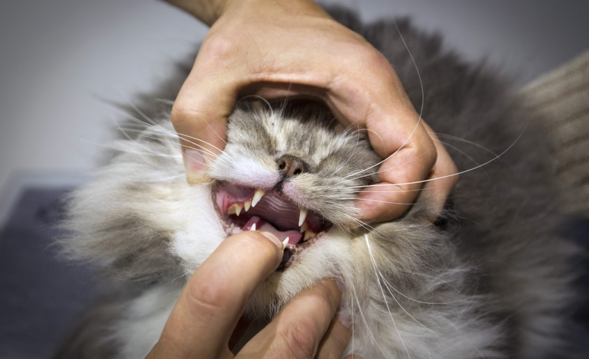 Clinica-veterinario-Palmer-revision-gato-dientes