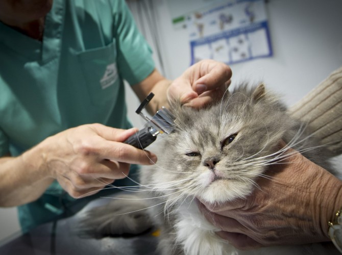 Clinica-veterinario-Palmer-revision-orejas-gato