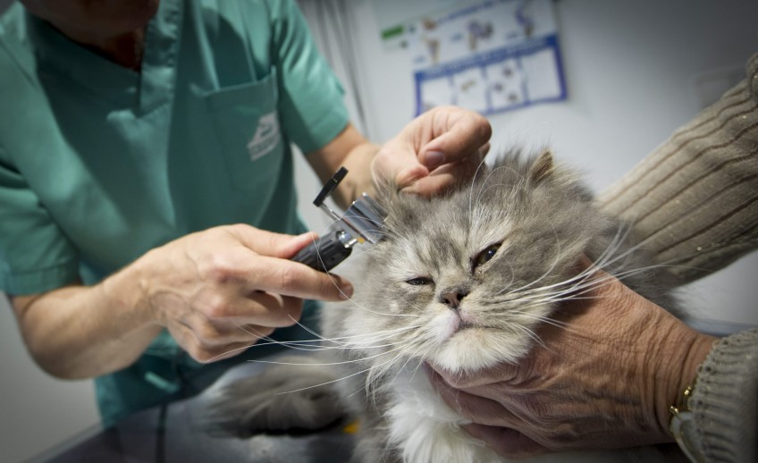 Clinica-veterinario-Palmer-revision-orejas-gato
