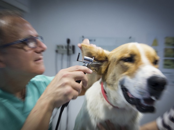 Clinica-veterinario-Palmer-revision-perro