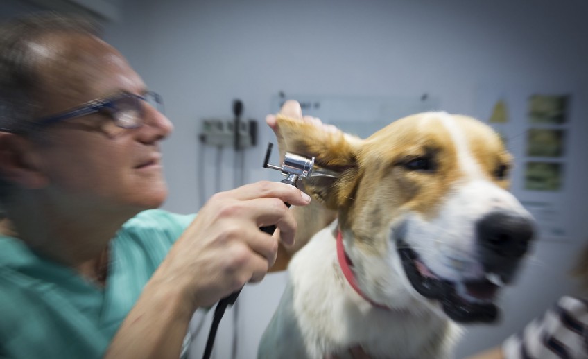Clinica-veterinario-Palmer-revision-perro