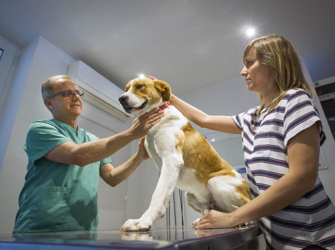 Clinica-veterinario-Palmer-servicios