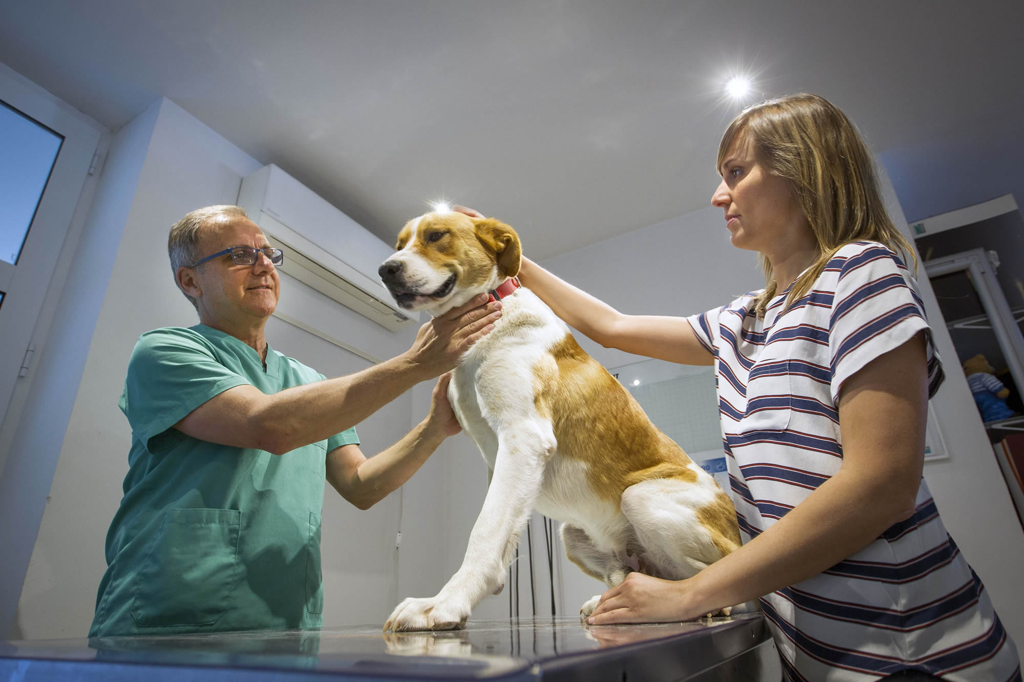 Clinica-veterinario-Palmer-servicios