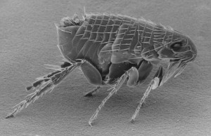 Ctenocephalides-adult-flea