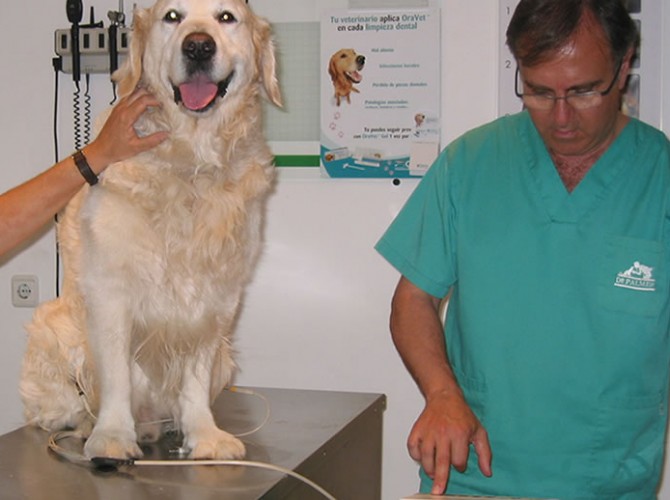 electro-veterinario-perro